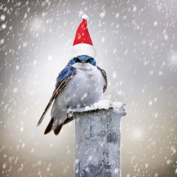 Baumschwalbe Sitzt Schneesturm Mit Weihnachtsmütze Die Aussieht Wie Ein Sehr — Stockfoto