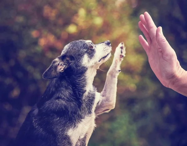 Carino chihuahua al di fuori durante il periodo estivo — Foto Stock