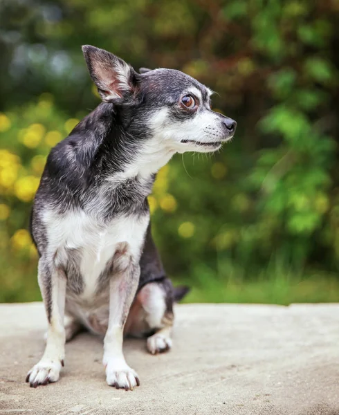 Chihuahua Śliczne poza — Zdjęcie stockowe