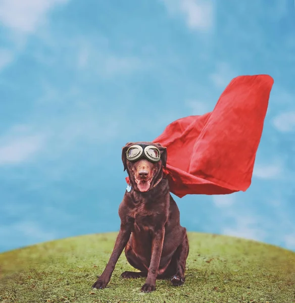 Labrador retriever in een superheld kostuum — Stockfoto
