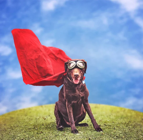 Labrador retriever in een superheld kostuum — Stockfoto