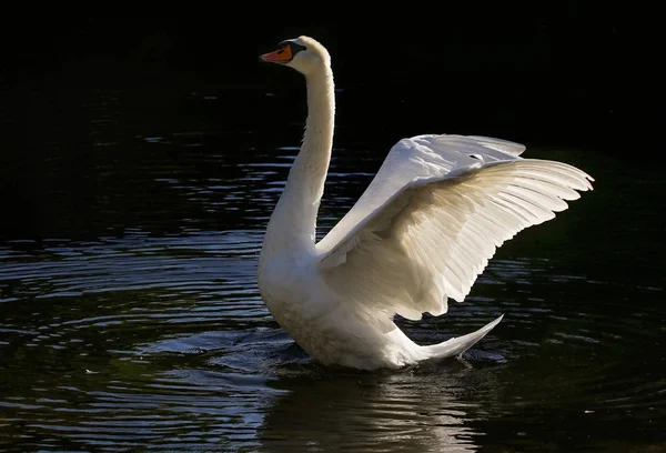 Hermoso cisne aleteando sus alas — Foto de Stock