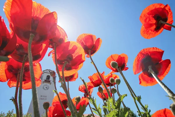 Low wide angle view of poppies — Stock Photo, Image