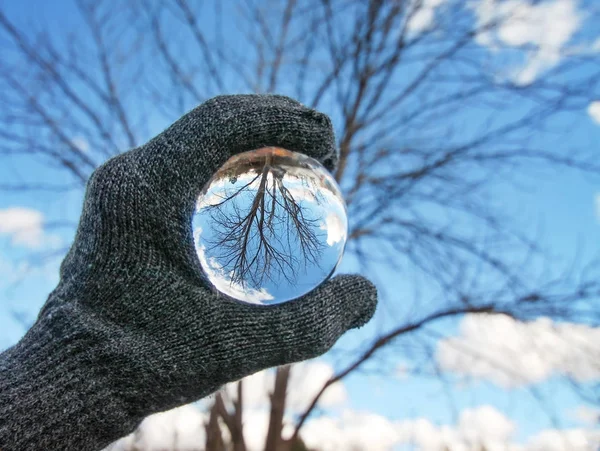 Bola de fotografía de cristal delante del árbol —  Fotos de Stock