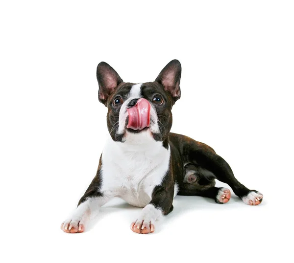 Boston terrier  licking his nose — Stock Photo, Image