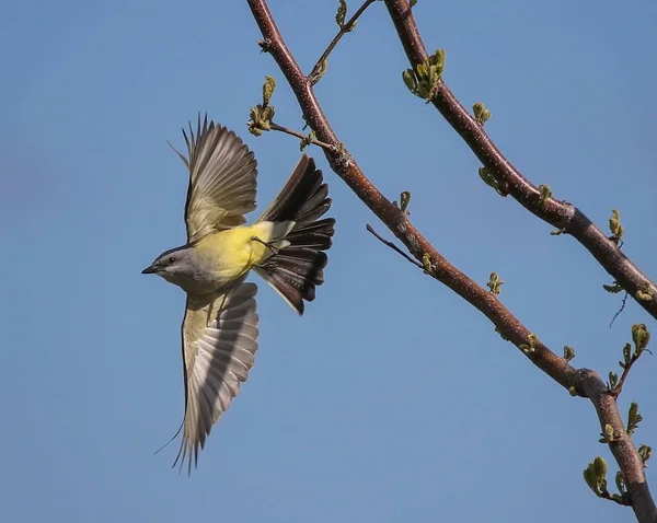 Pájaro rey occidental despegando de una rama de árbol —  Fotos de Stock