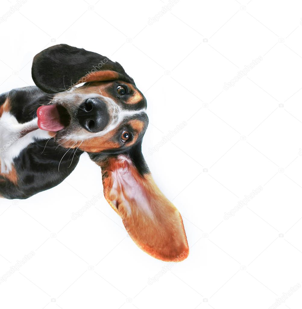 basset hound with one of his ears flying away and his tongue hanging out isolated on a white background