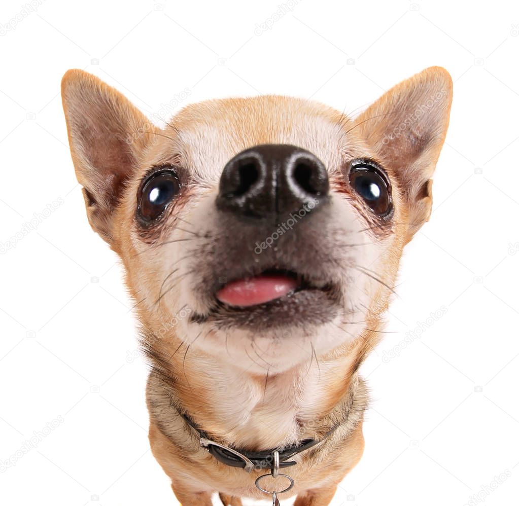 cute chihuahua with his tongue hanging out