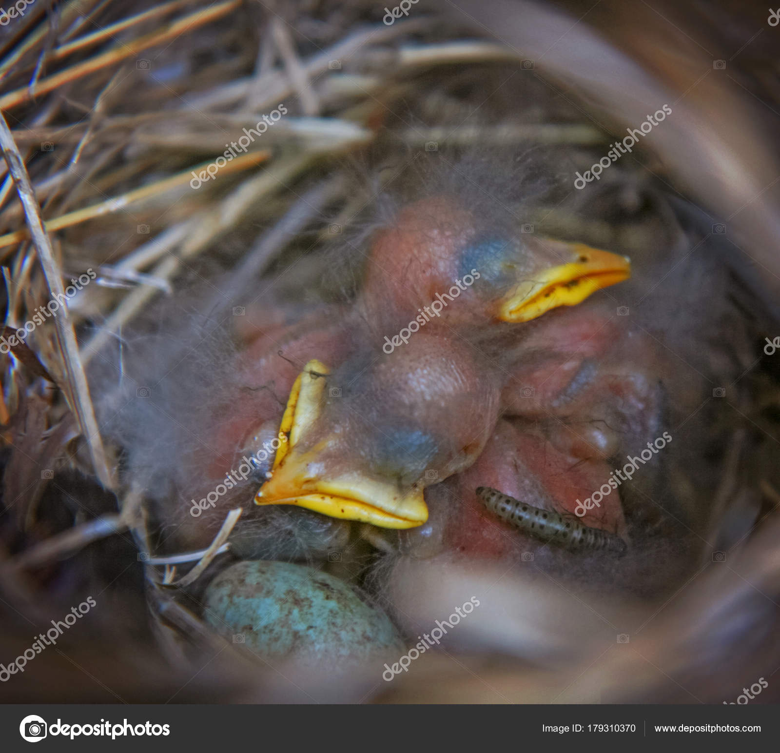 159 Baby Sparrows Stock Photos Free Royalty Free Baby Sparrows Images Depositphotos