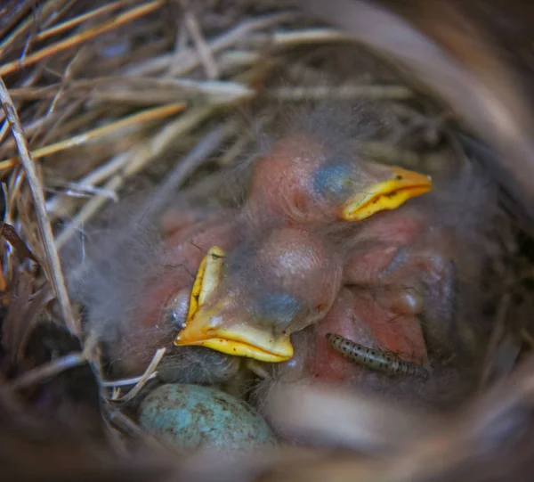 Bebek Serçe Ile Noktalar Grub Veya Tırtıl Böcek Bir Kuşu — Stok fotoğraf