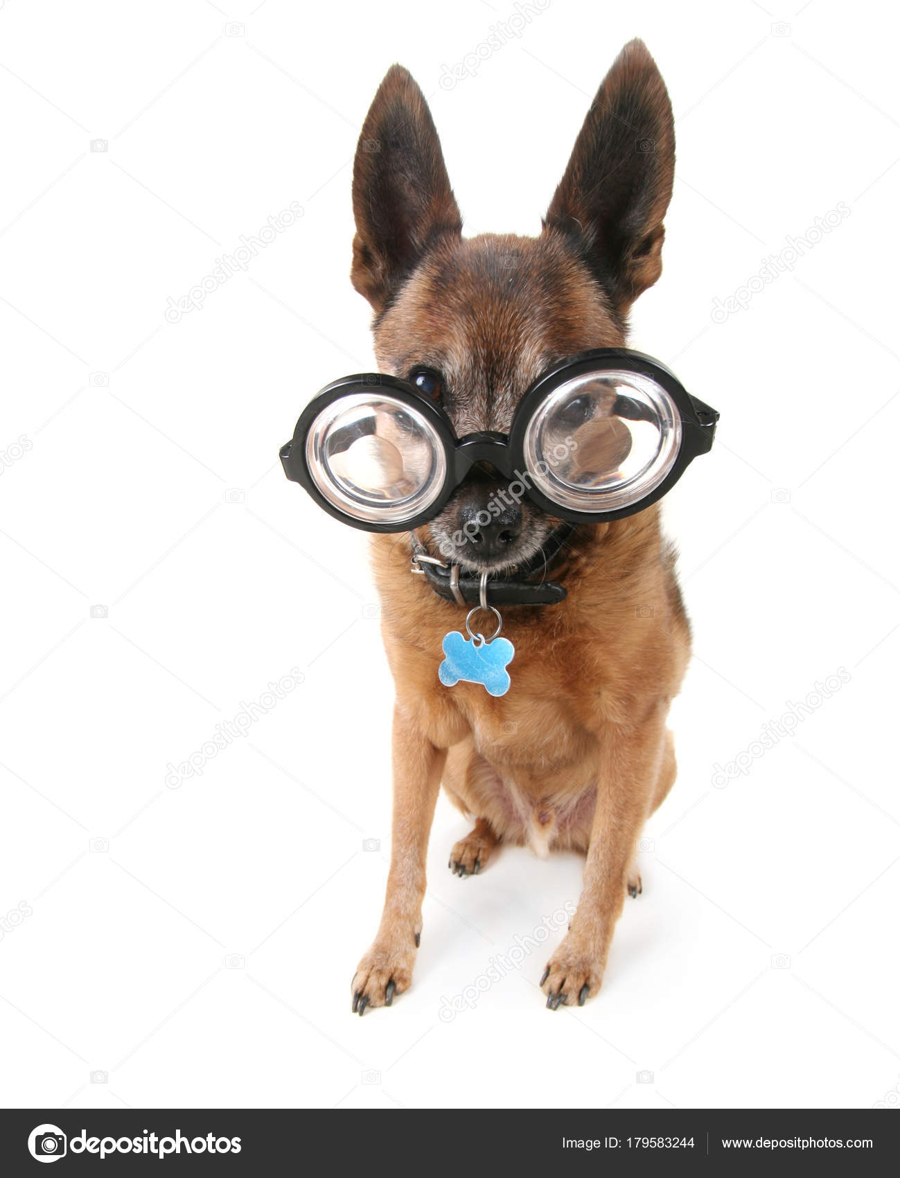 cutest chihuahua mix