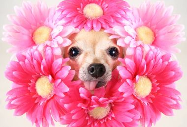 Minik chihuahua ile başının etrafında çiçekler