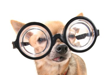 cute chihuahua with giant glasses on clipart
