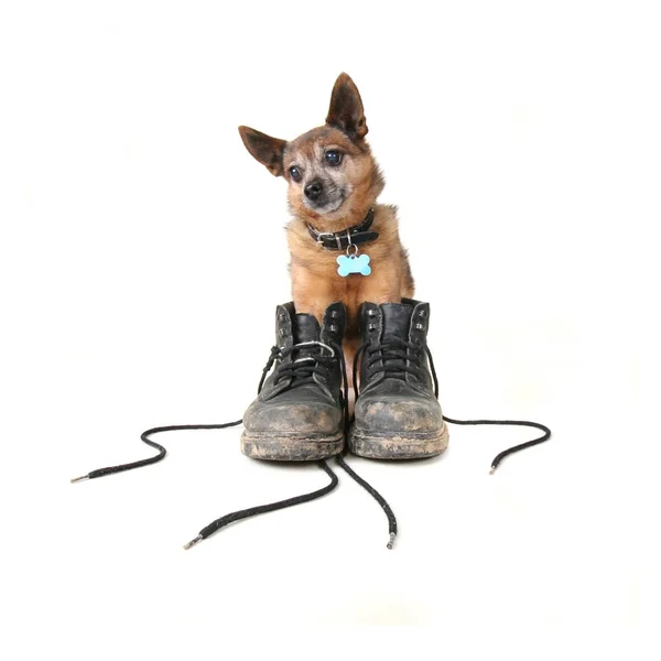 Kleiner Chihuahua Mix Einem Paar Schmutzige Stiefel — Stockfoto