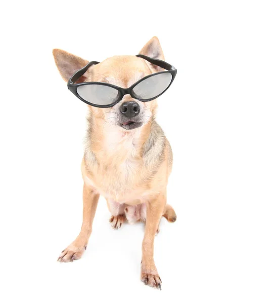 Mignon Chihuahua Habillé Lunettes — Photo