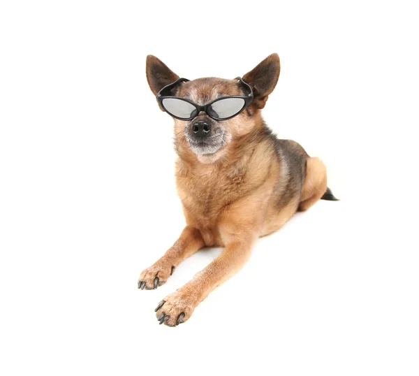 Lindo Chihuahua Vestido Con Gafas —  Fotos de Stock