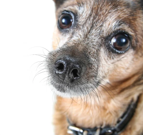 Chihuahua Mix Chien Sous Une Couverture Rouge — Photo