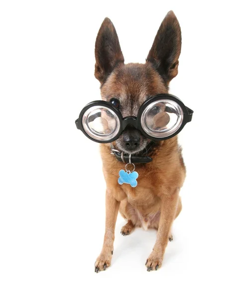 Cute Chihuahua Mix Giant Glasses — Stock Photo, Image