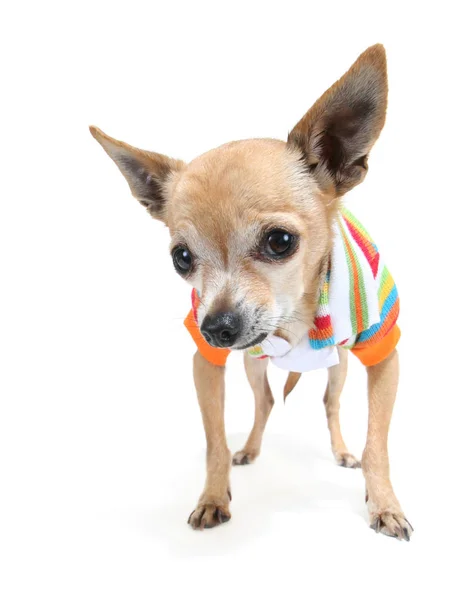 Chihuahua Bonito Uma Camisa Minúscula — Fotografia de Stock