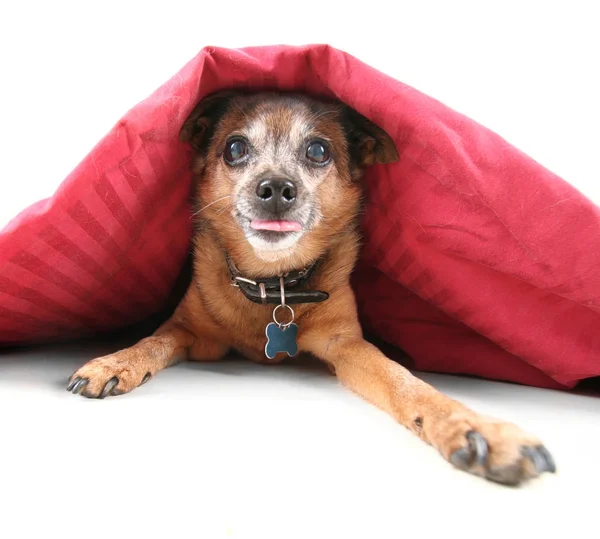 Pies Mix Chihuahua Pod Koc Czerwony — Zdjęcie stockowe