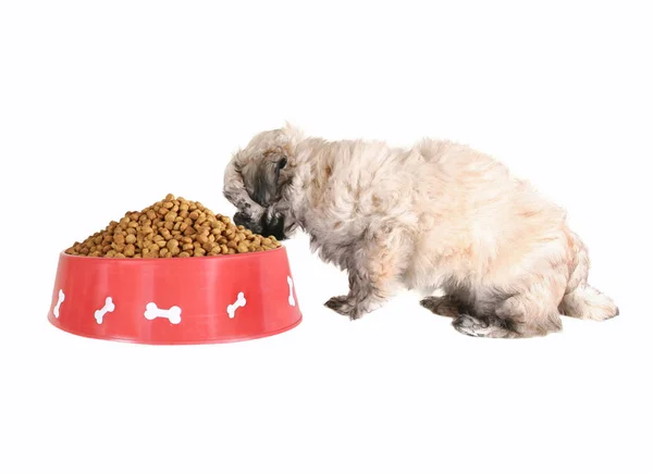 Pequeno Filhote Cachorro Raça Mista Comendo Uma Tigela — Fotografia de Stock