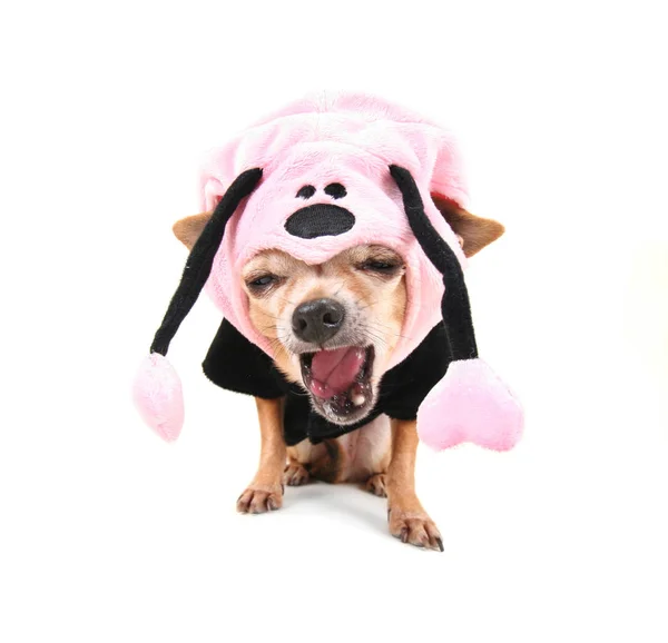 Carino Chihuahua Vestito Costume — Foto Stock