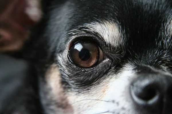 Chihuahua Köpek Mix Yakın Çekim — Stok fotoğraf