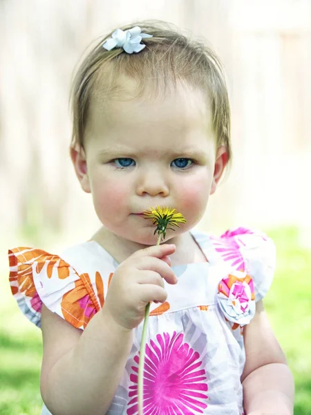 Toddler dziewczynka wąchania dandelion — Zdjęcie stockowe