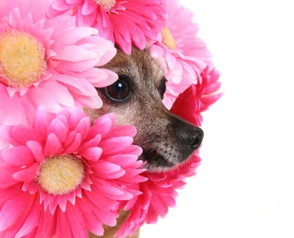 Chihuahua Minúsculo Com Flores Torno Sua Cabeça — Fotografia de Stock