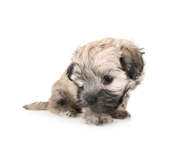 Pequeno Filhote Cachorro Misto Sentado — Fotografia de Stock