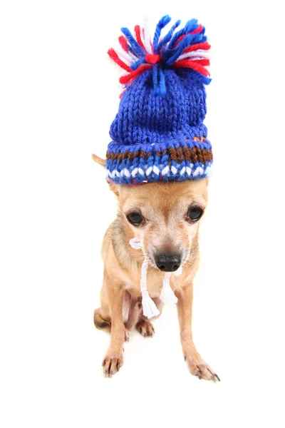Słodkie Chihuahua Wystrojony Górze Kapeluszu — Zdjęcie stockowe