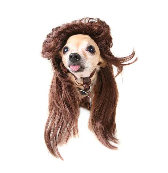 Små Chihuahua Rolig Peruk Kostym — Stockfoto