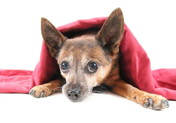 Chihuahua Karışımı Köpek Kırmızı Bir Battaniyenin Altında — Stok fotoğraf