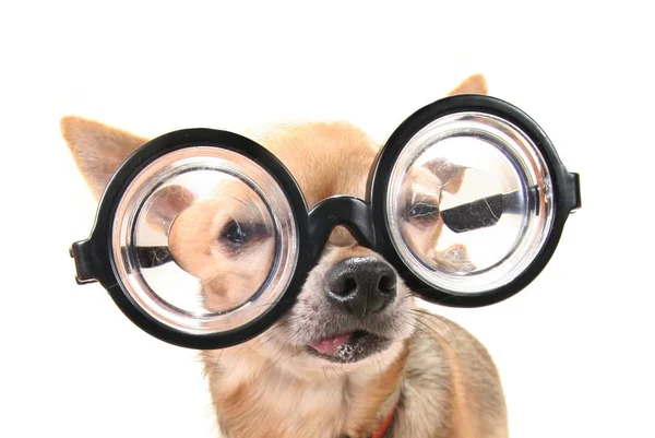 Lindo Chihuahua Con Gafas Gigantes — Foto de Stock