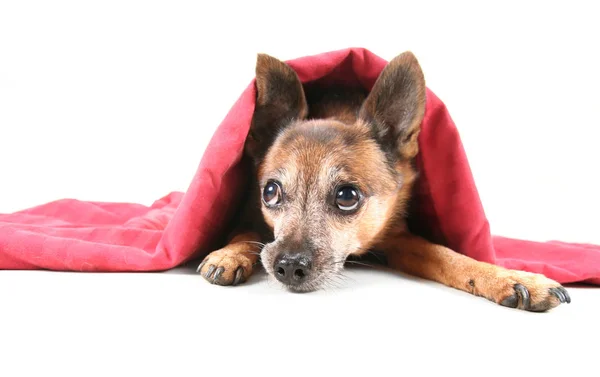 Chihuahua Mix Chien Sous Une Couverture Rouge — Photo