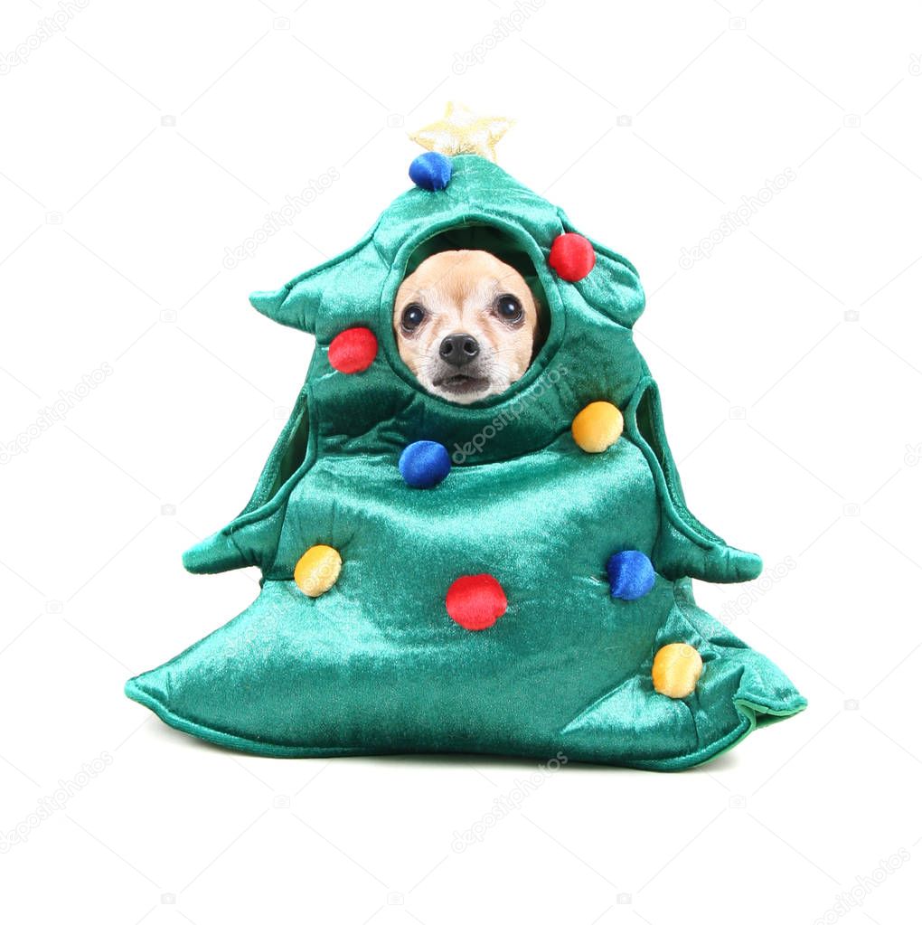 cute chihuahua dressed up in a tree costume