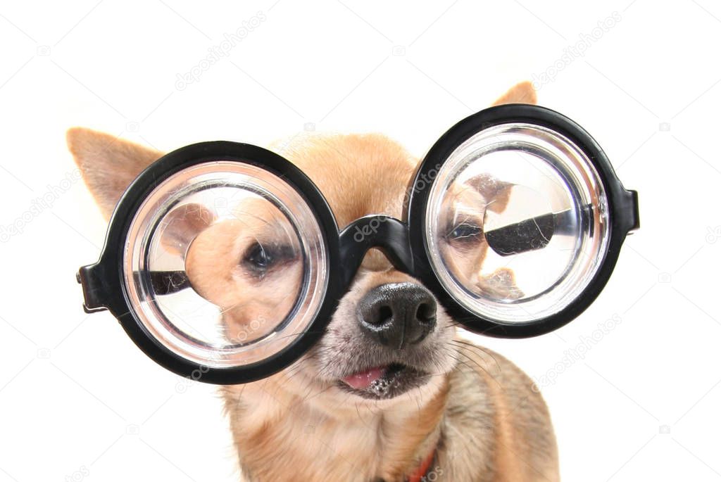 cute chihuahua with giant glasses on