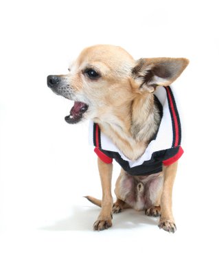 küçük bir gömlek şirin chihuahua