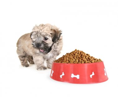 bir kase dışarı yemek küçük karışık doğurmak köpek yavrusu