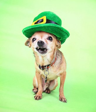 Chihuahua yeşil zemin üzerine Saint Patricks şapkalı