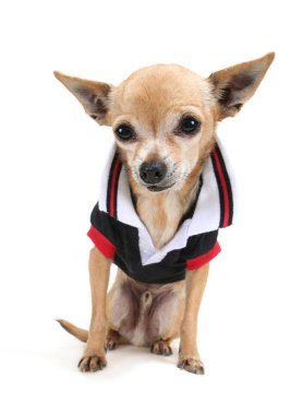 küçük bir gömlek şirin chihuahua