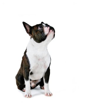 boston terrier looking up isolated on a white background clipart