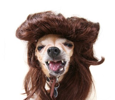 komik peruk kostümlü küçük chihuahua