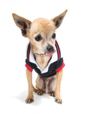 küçük bir gömlek şirin chihuahua