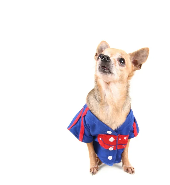 Lindo Chihuahua Vestido Con Traje —  Fotos de Stock