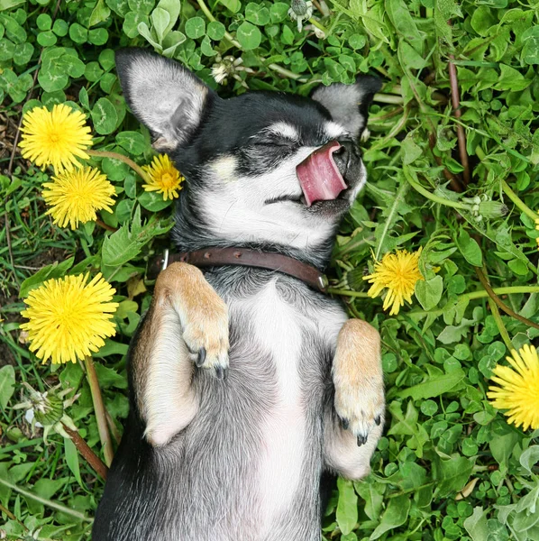 Chihuahua Bonito Grama — Fotografia de Stock