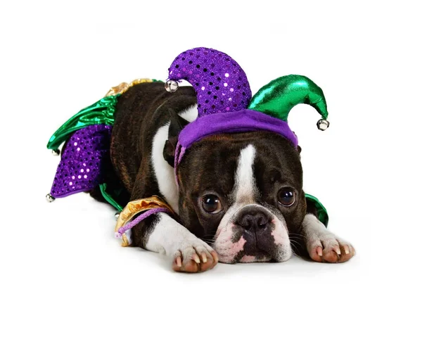 Boston Terrier Costume Giullare Isolato Sfondo Bianco — Foto Stock