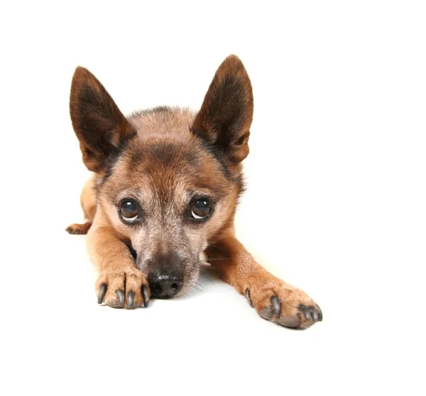 Kleine Hond Vaststelling Steenbolk — Stockfoto