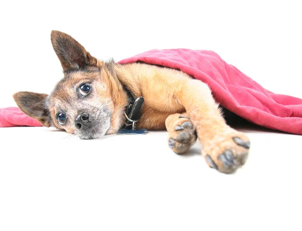 Chihuahua Mistura Cão Sob Cobertor Vermelho — Fotografia de Stock