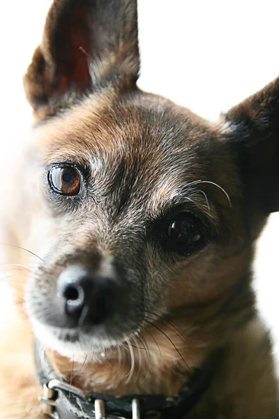 Chihuahua Meng Hond Witte Achtergrond — Stockfoto